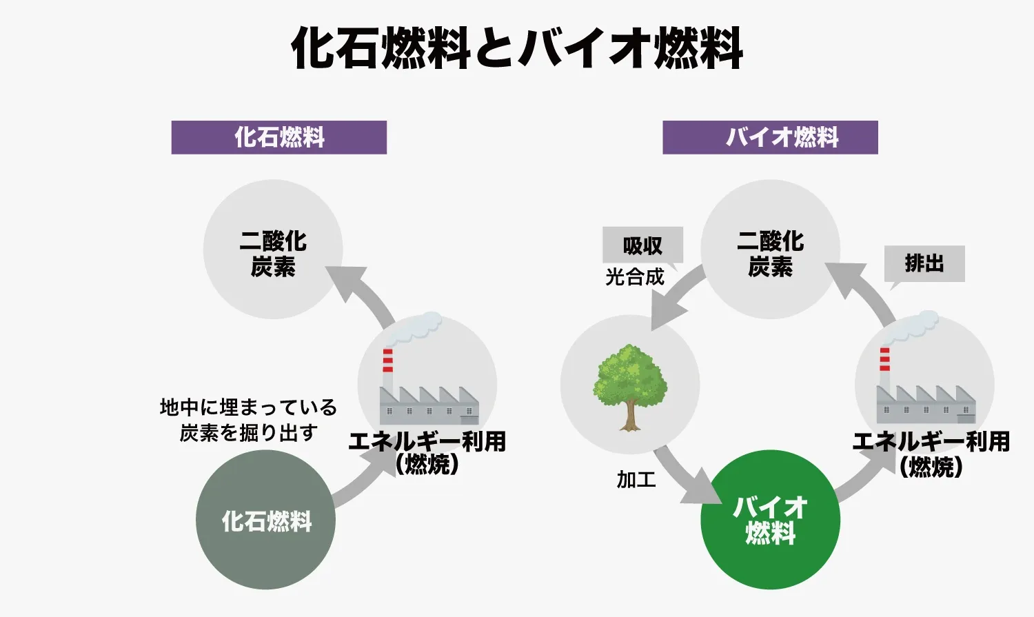 ミドリムシ燃料が地球温暖化を止める？【ミドリムシと藻類が切り拓く 