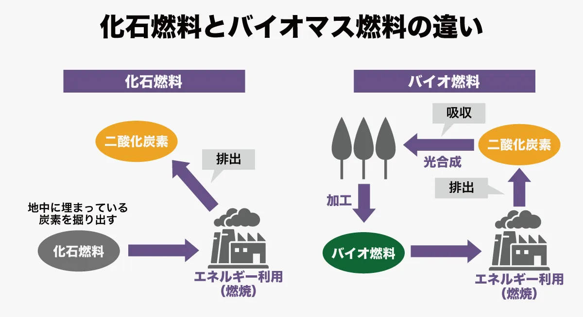 スギや藻類などのバイオマスが日本の環境貢献と産業振興のカギに【For 